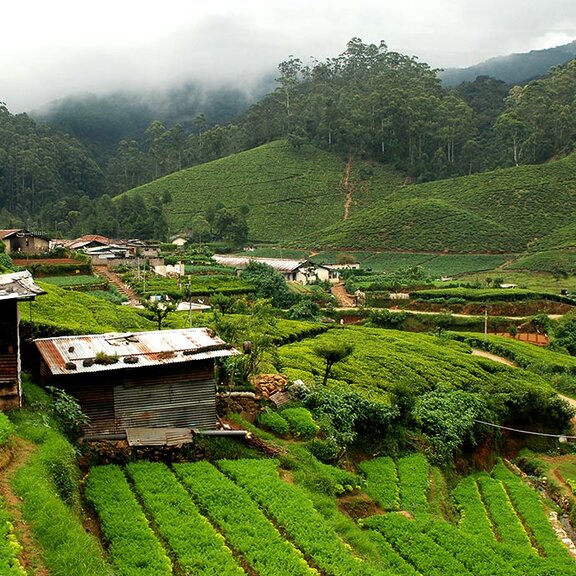 mesepices-thes-infusions-origine-sri-lanka